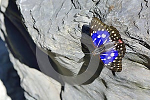 Large purple butterfly in water