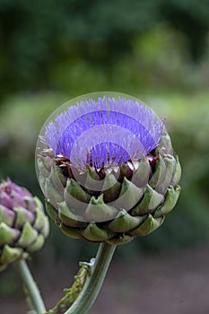 Large purple flower of globe artichoke plant (cynara cardunculus var. scolymus)