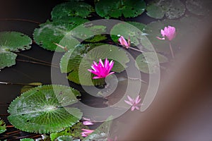 A large purple lotus flower