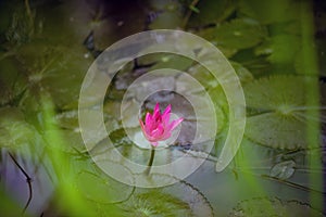 A large purple lotus flower in the pond