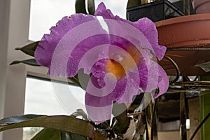 Large purple orchid. Lilac Cattleya flower. Bud plant. Cattleya orchid Blc Triumphal Coronation Seto Cattleyas, Vandas