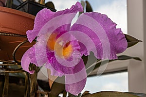 Large purple orchid. Lilac Cattleya flower. Bud plant. Cattleya orchid Blc Triumphal Coronation Seto Cattleyas, Vandas
