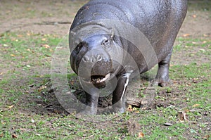 Large Pygmy Hippo with His Mouth Partially Open