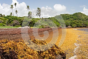 Large quantities of Sargassum seaweed lay ashore