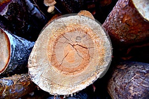 Large quantity of cut and stacked pine timber in forest for transported. Stack of cut logs background. Logging timber industry.