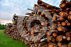Large quantity of cut and stacked pine timber in forest for transported. Stack of cut logs background. Logging timber industry.
