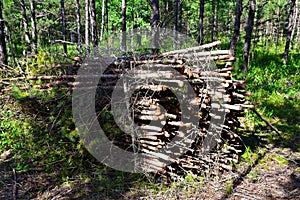 Large quantity of cut and stacked spruce timber in forest for transported. Stack of cut logs background. Logging timber industry.