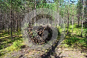 Large quantity of cut and stacked spruce timber in forest for transported. Stack of cut logs background. Logging timber industry.