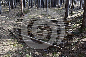 Large quantity of cut and stacked spruce timber in forest for transported. Stack of cut logs background. Logging timber industry.