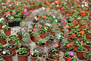 Large quantity of garden pots with colorful waller& x27;s balsamine placed on the ground