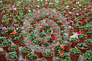 Large quantity of garden pots with colorful waller& x27;s balsamine placed on the ground