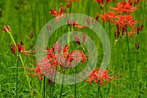 blooming red lycoris radiata photo