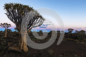 Large quiver tree in Quiver Tree forest after sunset