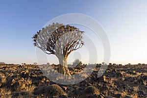 Large quiver tree in rocky arid country