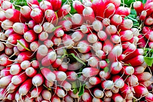 Large radish harvest for French breakfast close-up
