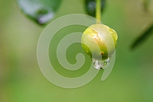 Large raindrop on a juicy green cherry berry on a branch with blurry green leaves. Close-up. Blurry