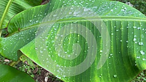 Large raindrops on a green banana leaf after rain in the tropics