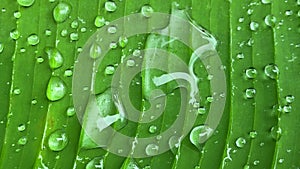 Large raindrops on a green banana leaf after rain in the tropics