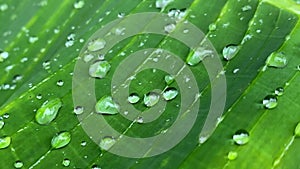 Large raindrops on a green banana leaf after rain in the tropics