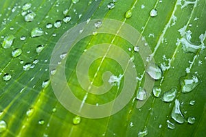 Large raindrops on a green banana leaf after rain in the tropics