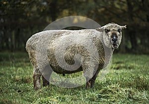 Large Ram Feeding