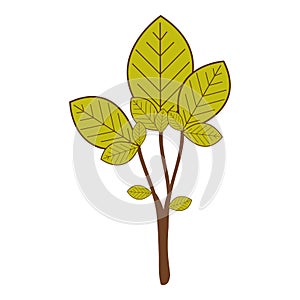 large ramifications with green leaves