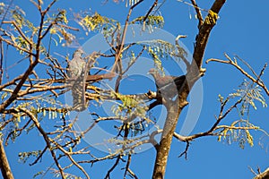 Large and rare wild pigeon (Patagioenas cayennensis) popularly known as \