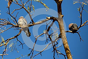 Large and rare wild pigeon (Patagioenas cayennensis) popularly known as \