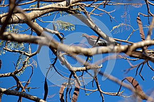 Large and rare wild pigeon (Patagioenas cayennensis) popularly known as \