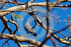 Large and rare wild pigeon (Patagioenas cayennensis) popularly known as \