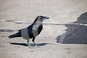 A Large Raven Scavenging for Food