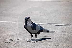 A Large Raven Scavenging for Food