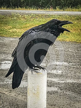 A large raven in the Yukon Territory