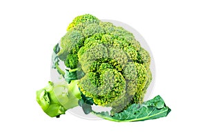 Large raw fresh head of broccoli cabbage on white background, healthy vegetarian food, isolated, close-up