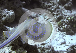 Large ray swimming underwater