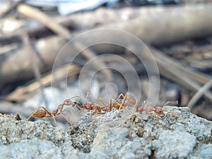A large red ant colony is working together