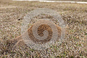 Large red ant pile in the grass in the yard in the winter