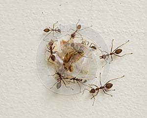 Large red ants using team work to carry large piece food