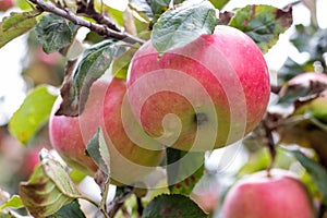 Large red apples on a tree. Growing apples