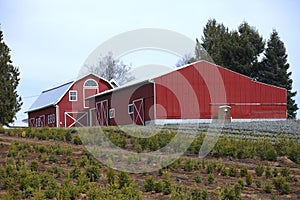 Large red barns.