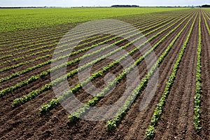 Large red bean field