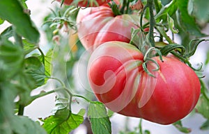 Large red beefsteak tomatoes in the home garden .