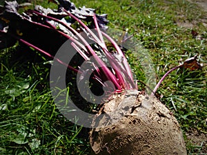 Large red beet