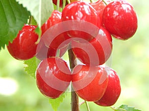 A large, red berry sweet cherry ripened and ready for use.