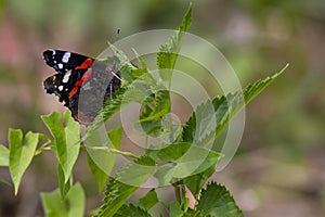 large red-black-white butterfly on a nettle leaf