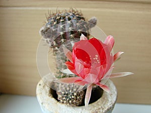 Large red bloom on hedgehog cactus in a pot at home. Two flowers at the same time, blooming thorny plant