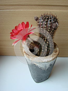 Large red bloom on hedgehog cactus in a pot at home. Two flowers at the same time, blooming thorny plant