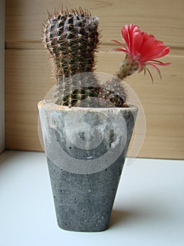 Large red bloom on hedgehog cactus in a pot at home. Two flowers at the same time, blooming thorny plant