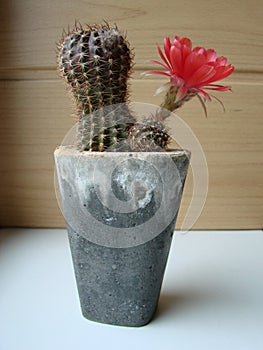 Large red bloom on hedgehog cactus in a pot at home. Two flowers at the same time, blooming thorny plant