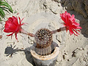 Large red bloom on hedgehog cactus in a pot at home. Two flowers at the same time, blooming thorny plant